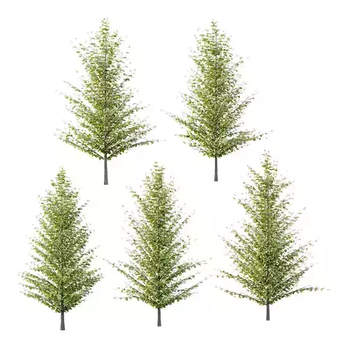 Fagus Grandifolia Tree 05