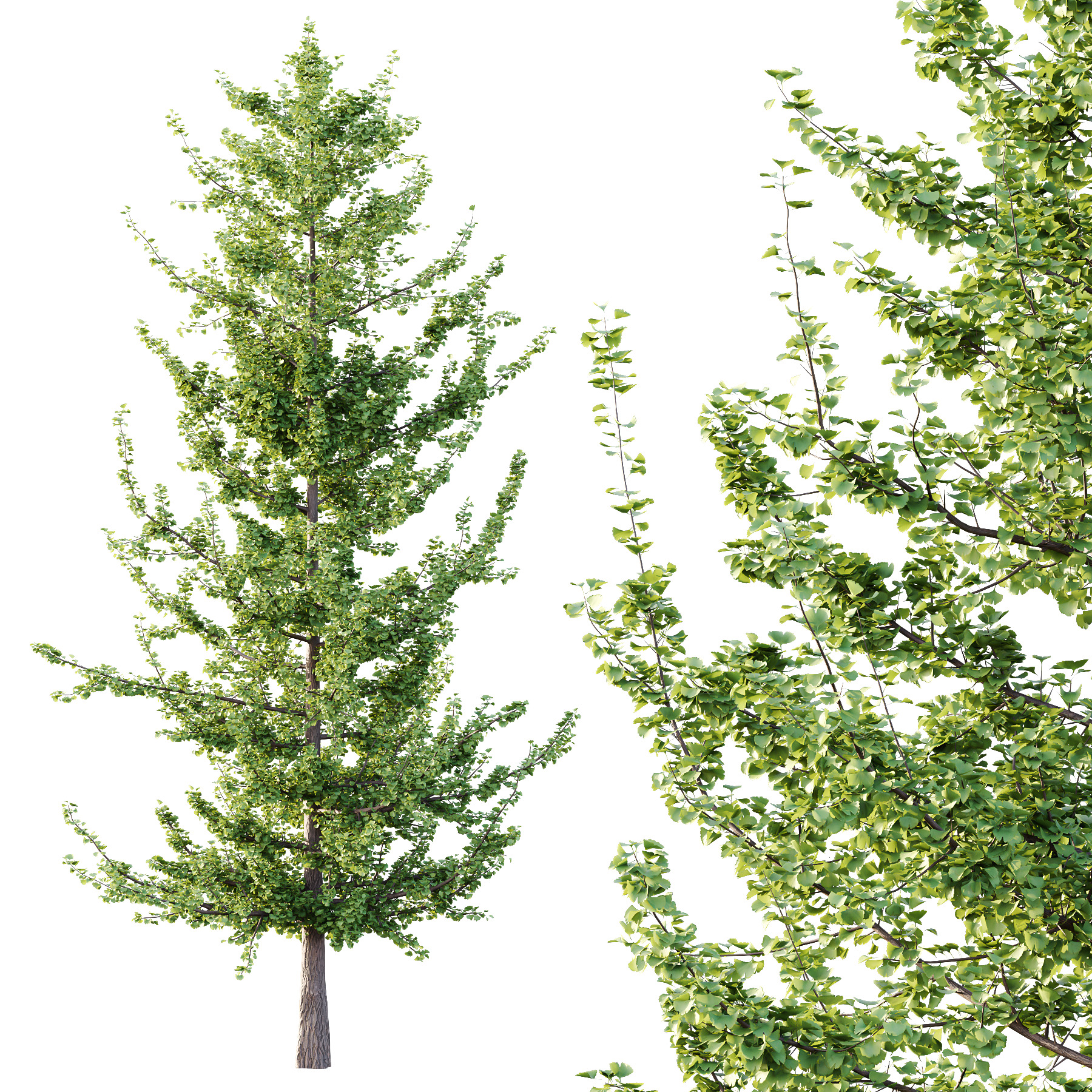 Maidenhair Ginkgo Biloba Tree 04 3D model_2