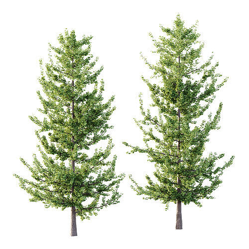 Maidenhair Ginkgo Biloba Tree 04 3D model