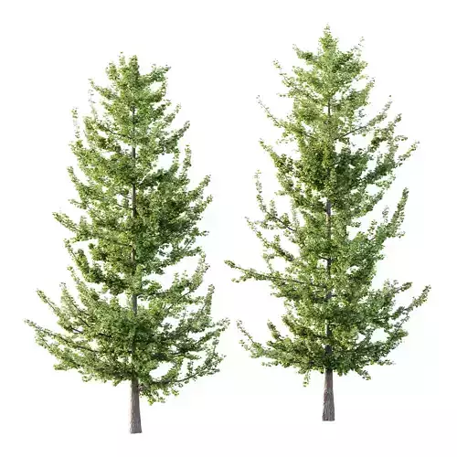 Maidenhair Ginkgo Biloba Tree 04 3D model