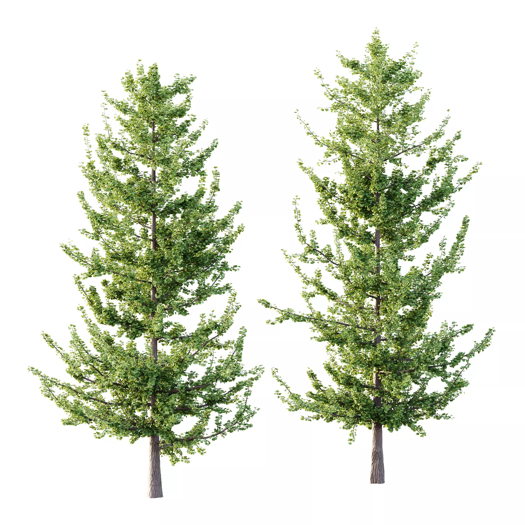 Maidenhair Ginkgo Biloba Tree 04 3D model_0