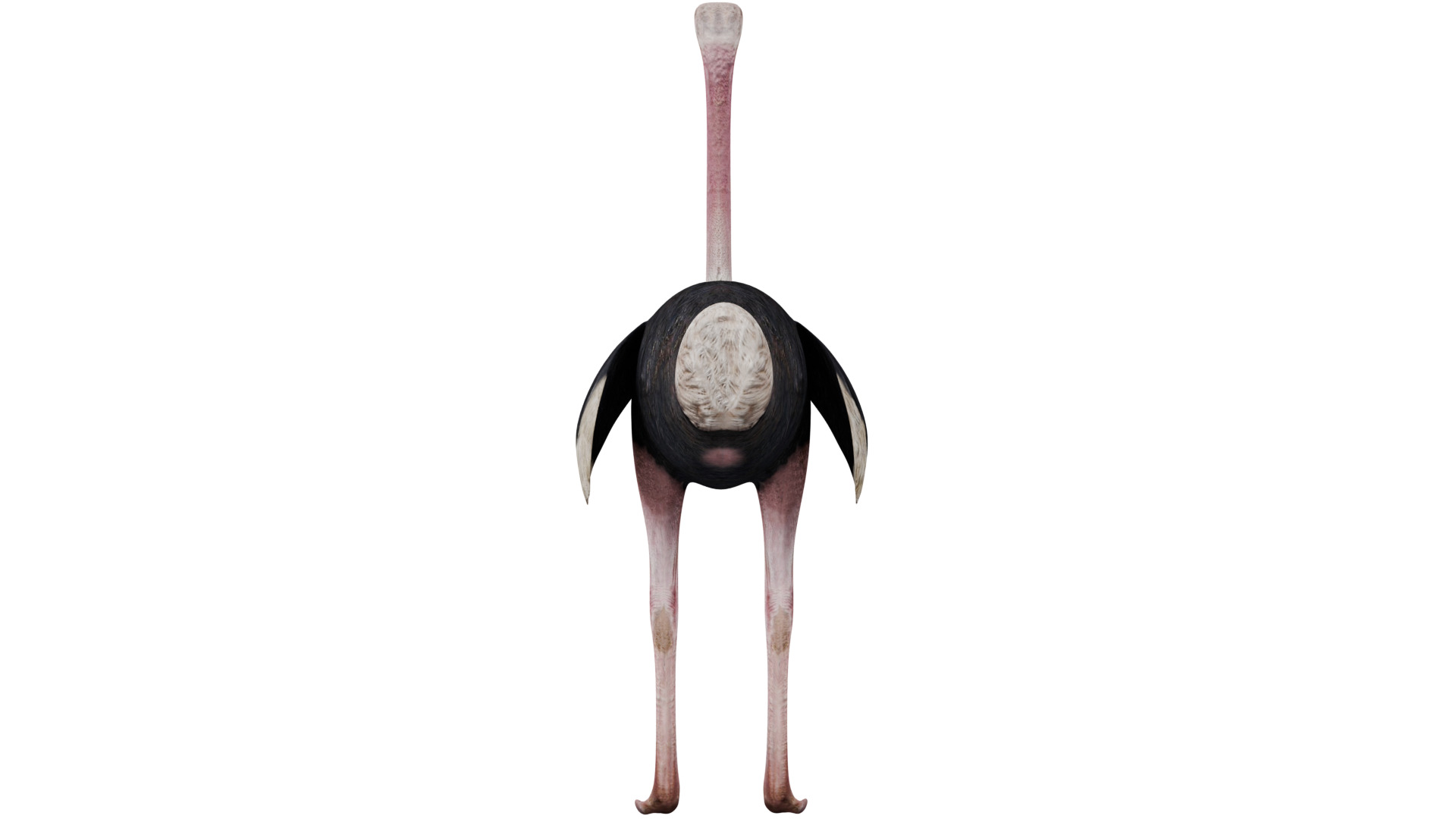 Ostrich 3D model_3