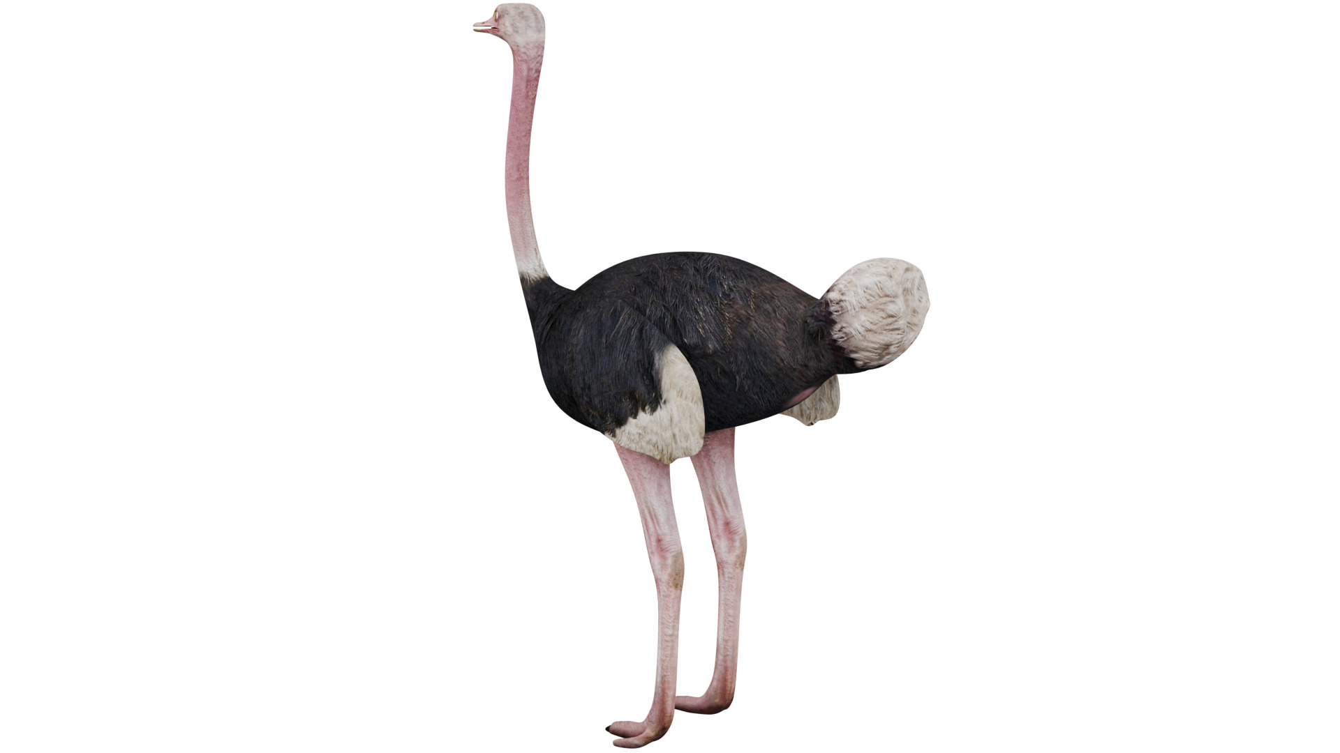 Ostrich 3D model_2