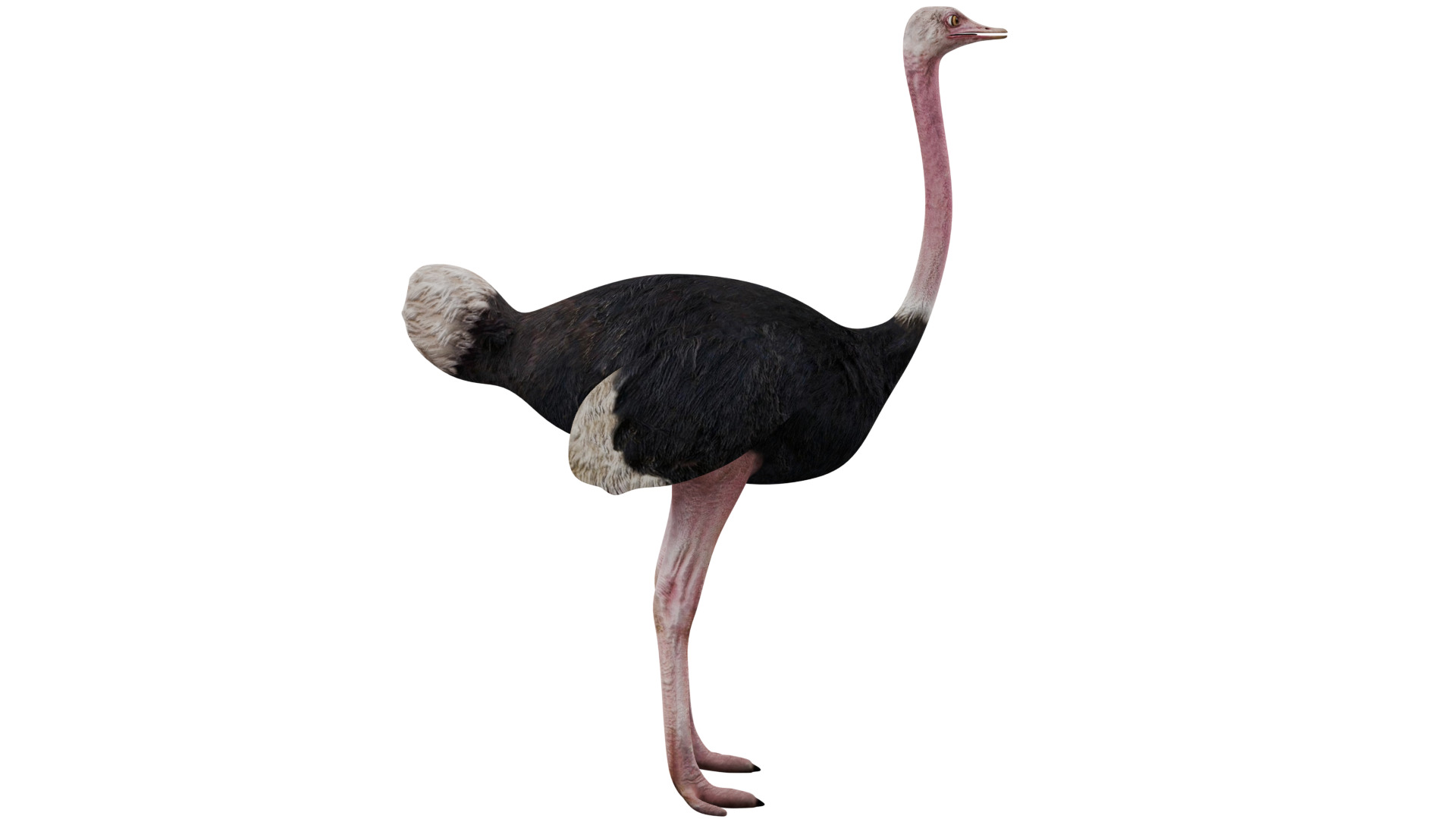 Ostrich 3D model_5