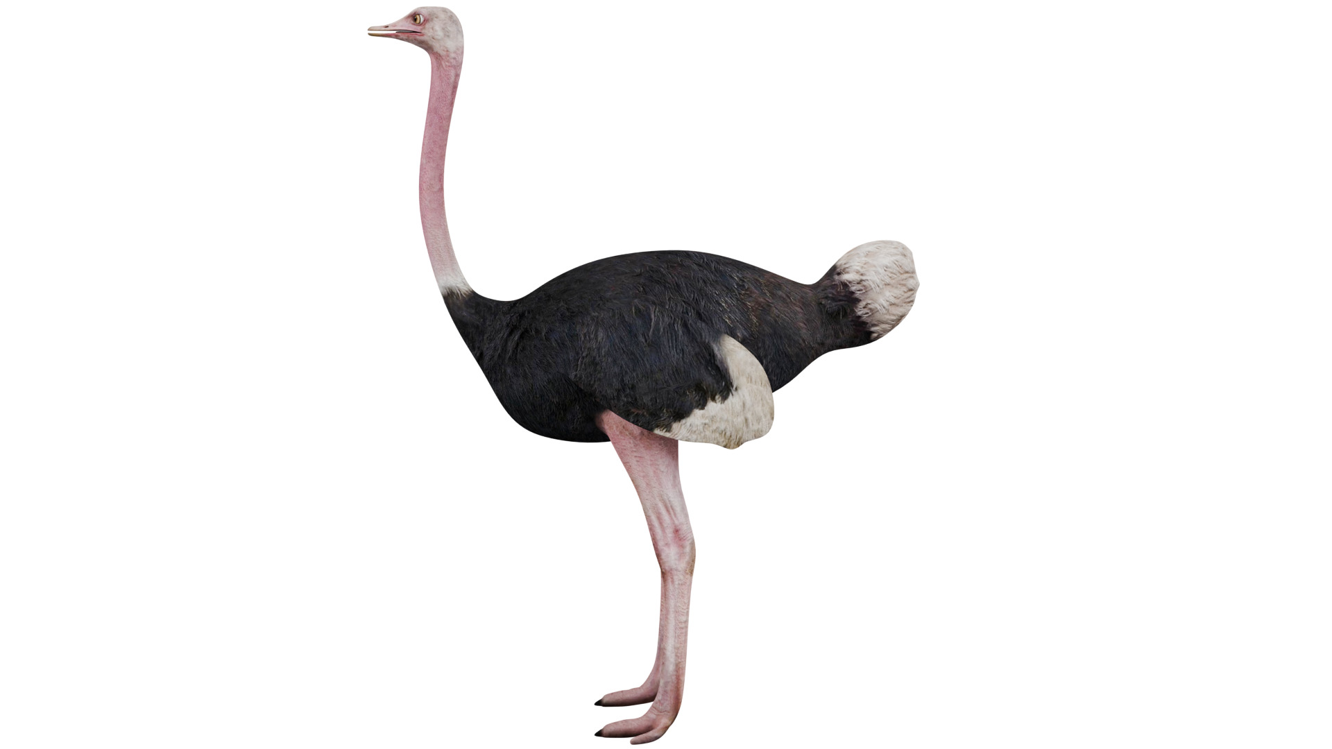 Ostrich 3D model_1