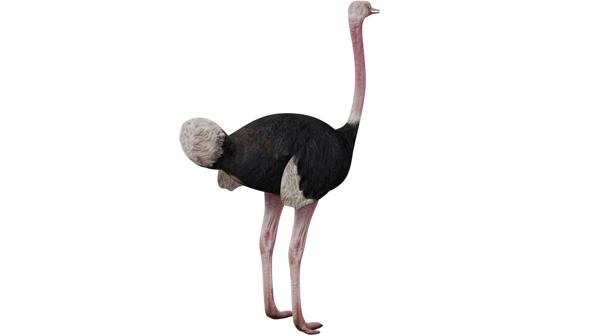 Ostrich 3D model_4