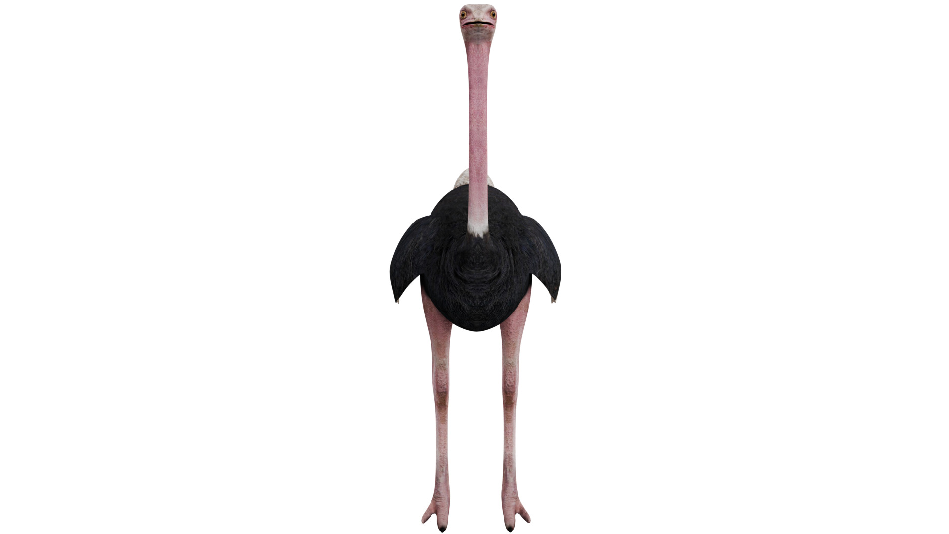 Ostrich 3D model_7