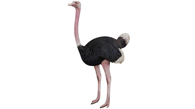 Ostrich 3D model