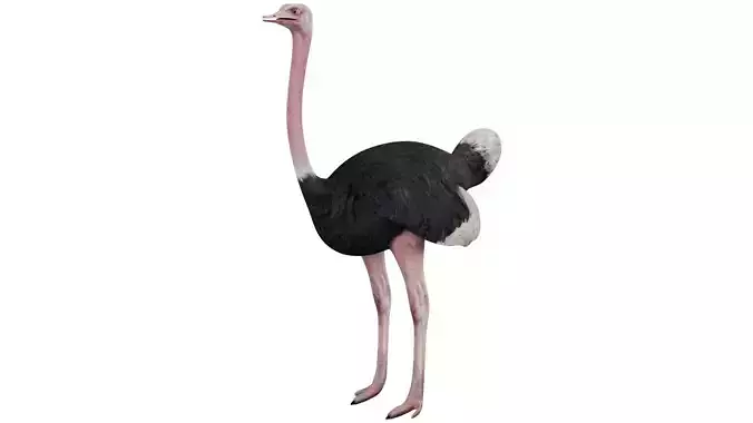 Ostrich 3D model
