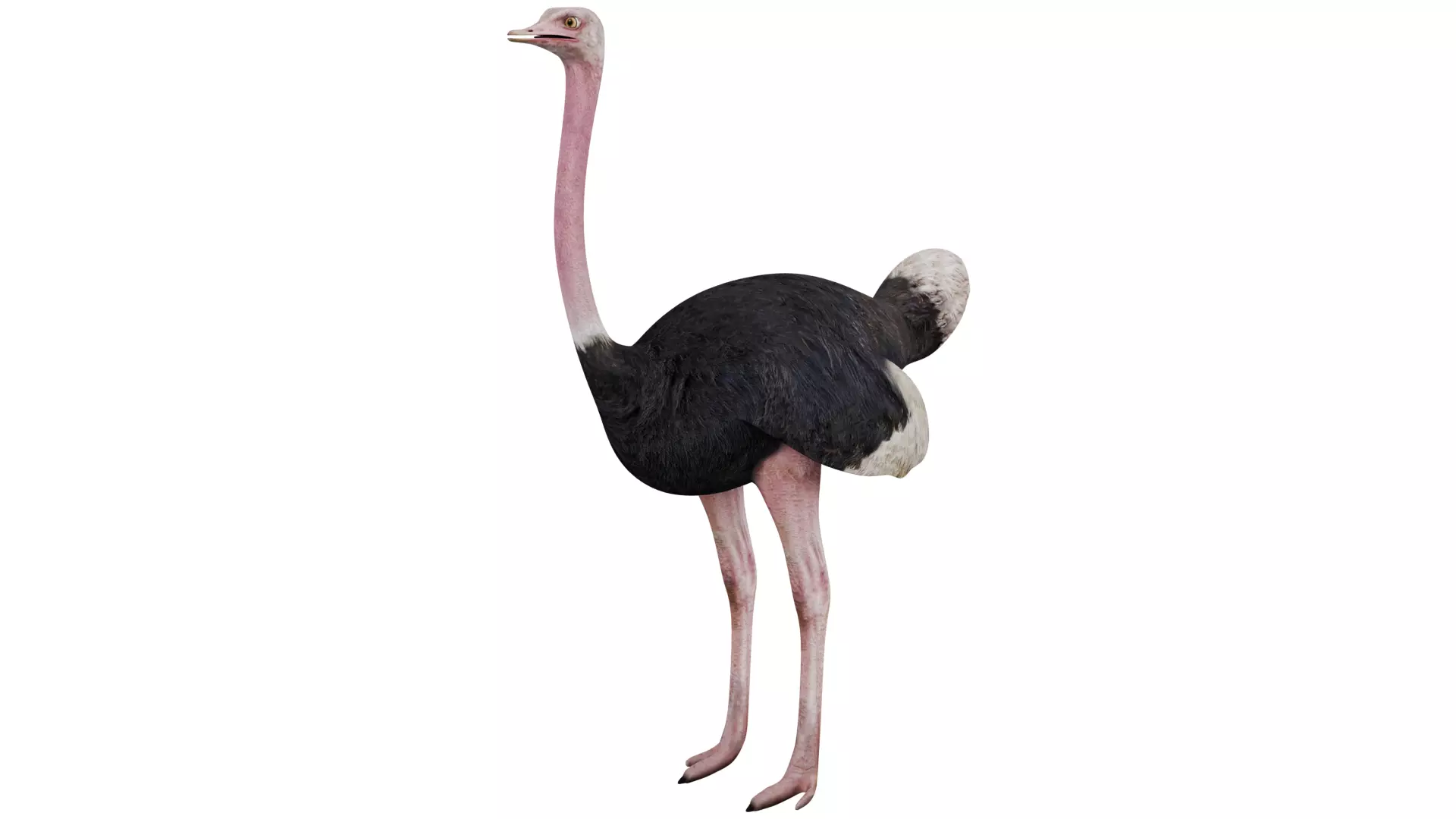 Ostrich 3D model_0