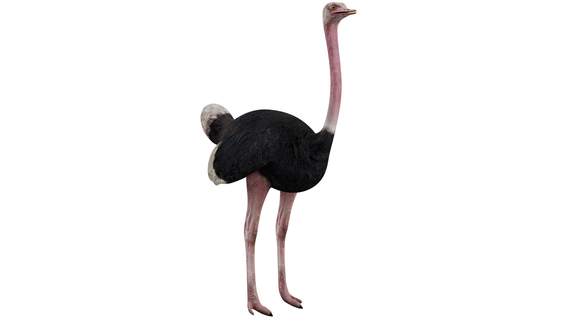 Ostrich 3D model_6