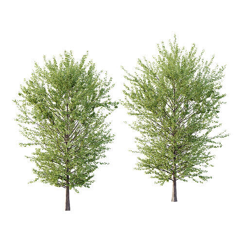 Maidenhair Ginkgo Biloba Tree 08 3D model