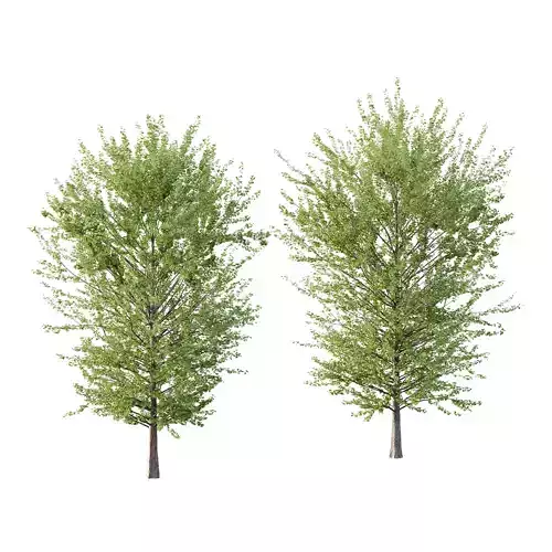 Maidenhair Ginkgo Biloba Tree 08 3D model