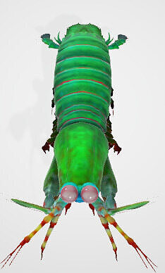 Mantis Shrimp 3D Model Low-poly 3D model