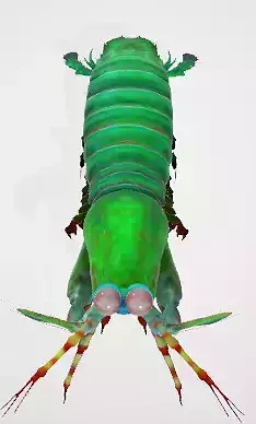 Mantis Shrimp 3D Model Low-poly 3D model