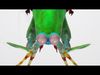 Mantis Shrimp 3D Model Low-poly 3D model_2