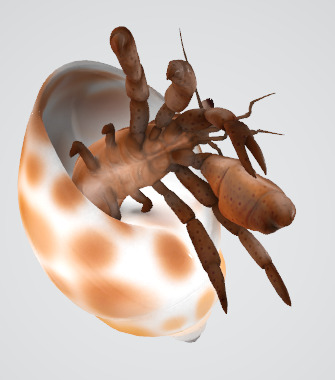 Hermit Crab 3D Model Low-poly 3D model_6