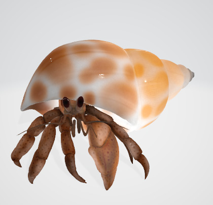 Hermit Crab 3D Model Low-poly 3D model_3