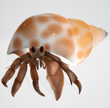Hermit Crab 3D Model Low-poly 3D model_7