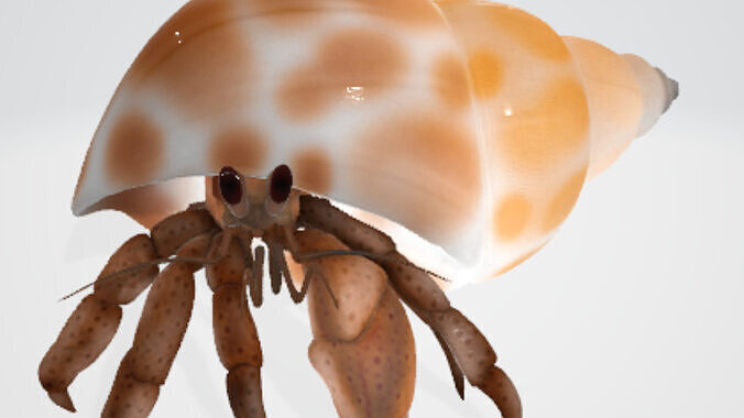 Hermit Crab 3D Model Low-poly 3D model