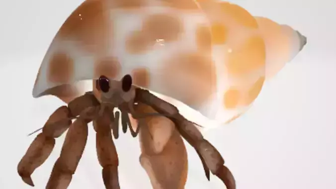 Hermit Crab 3D Model Low-poly 3D model