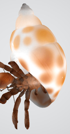 Hermit Crab 3D Model Low-poly 3D model_5