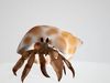 Hermit Crab 3D Model Low-poly 3D model_1