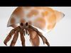 Hermit Crab 3D Model Low-poly 3D model_2