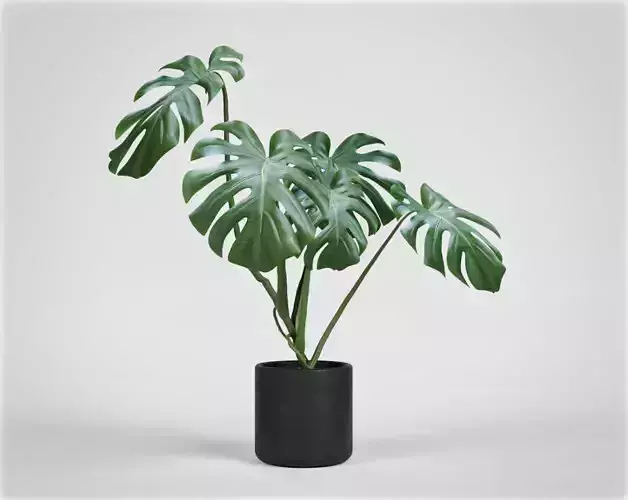Monstera plant in pot 3d model architecture interior design 3D model