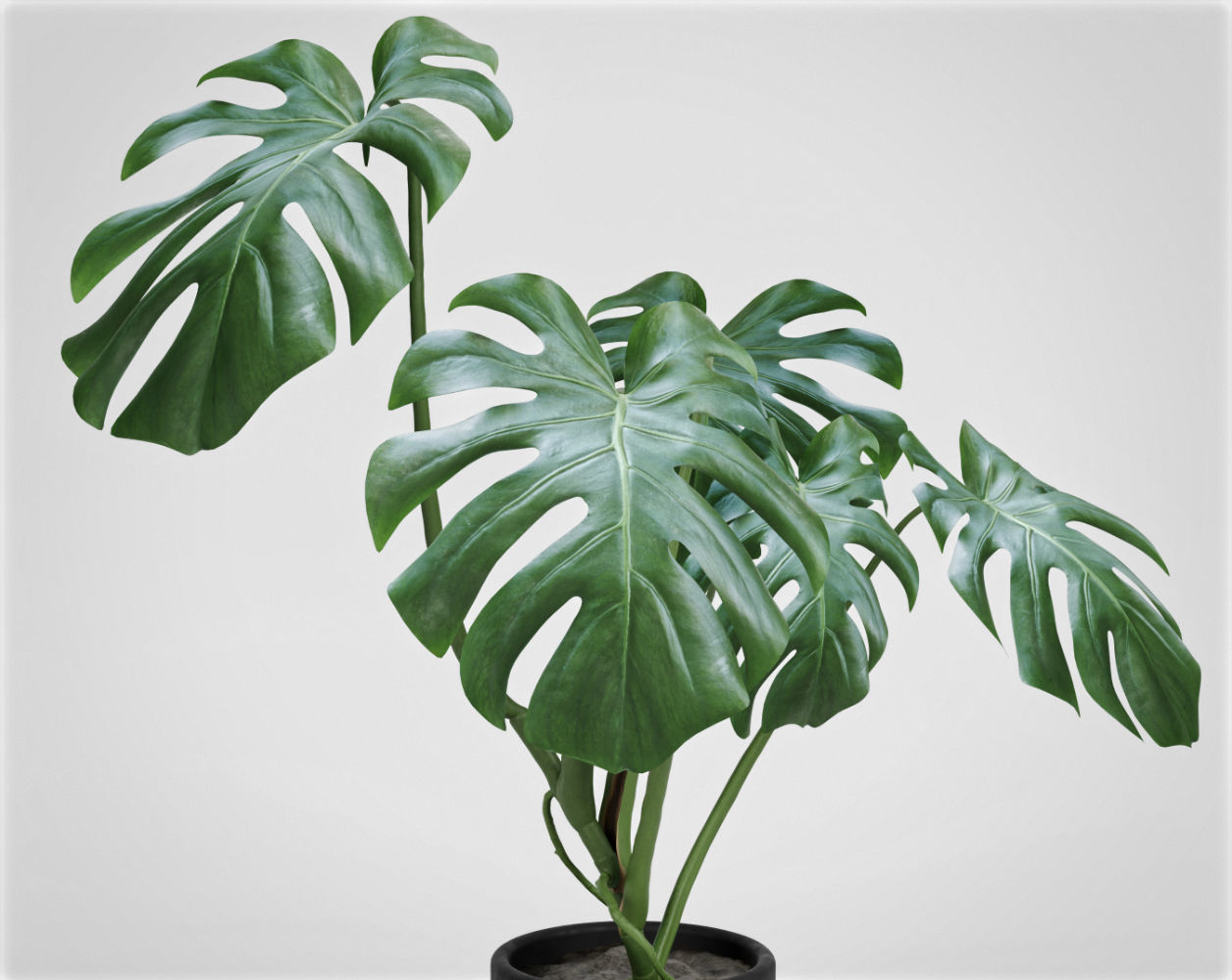 Monstera plant in pot 3d model architecture interior design 3D model_1