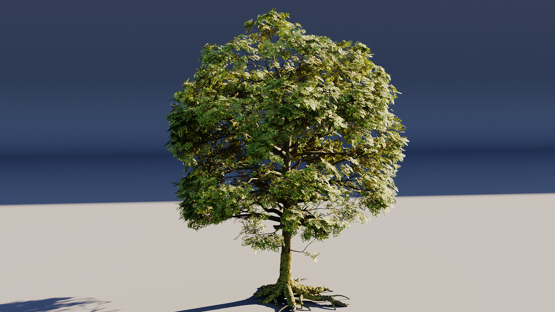 High Poly Mossy Oak Tree 3D model_2