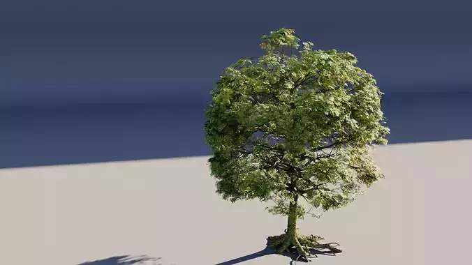 High Poly Mossy Oak Tree