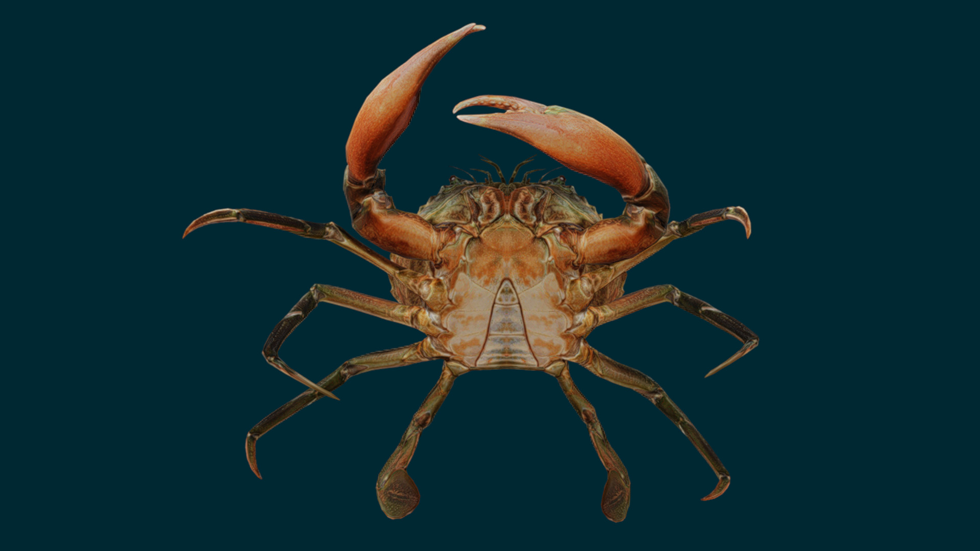 Realistic Crab Animated 3D model_7
