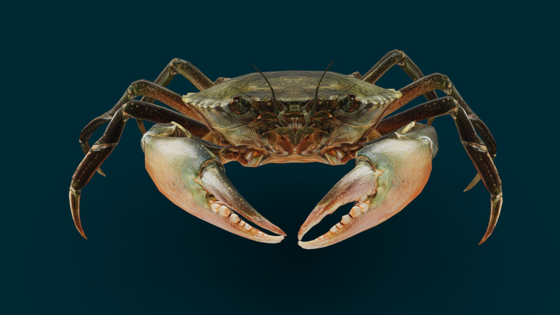 Realistic Crab Animated 3D model_2
