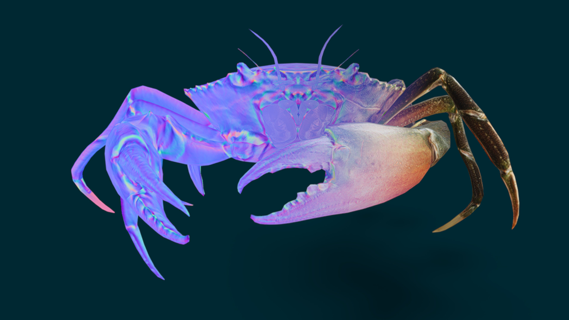 Realistic Crab Animated 3D model_6