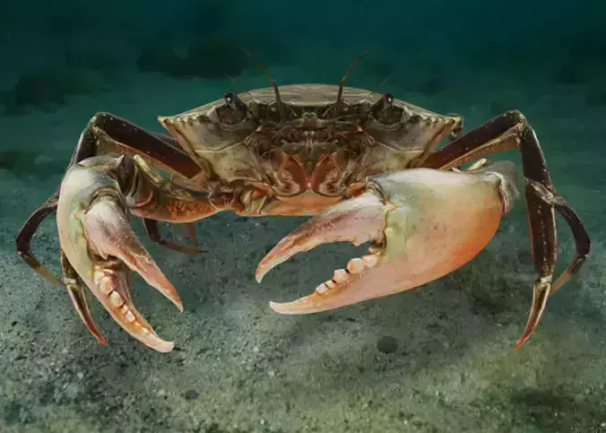 Realistic Crab Animated 3D model