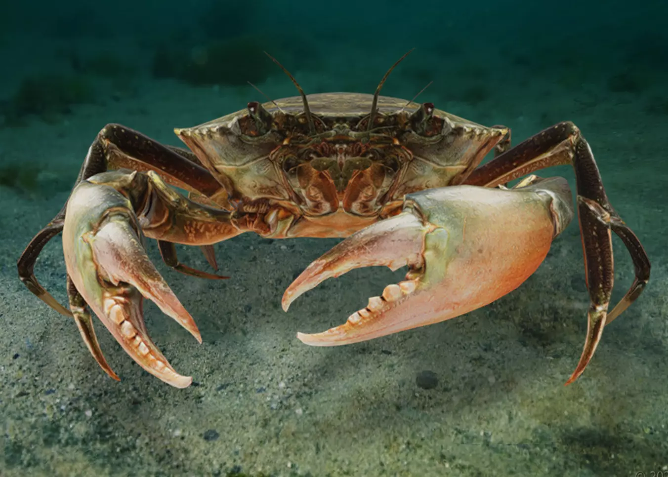 Realistic Crab Animated 3D model_0
