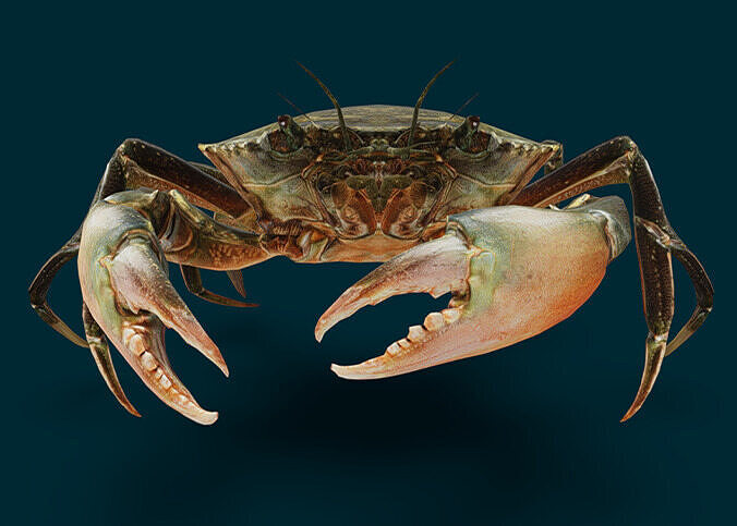 Realistic Crab Animated 3D model