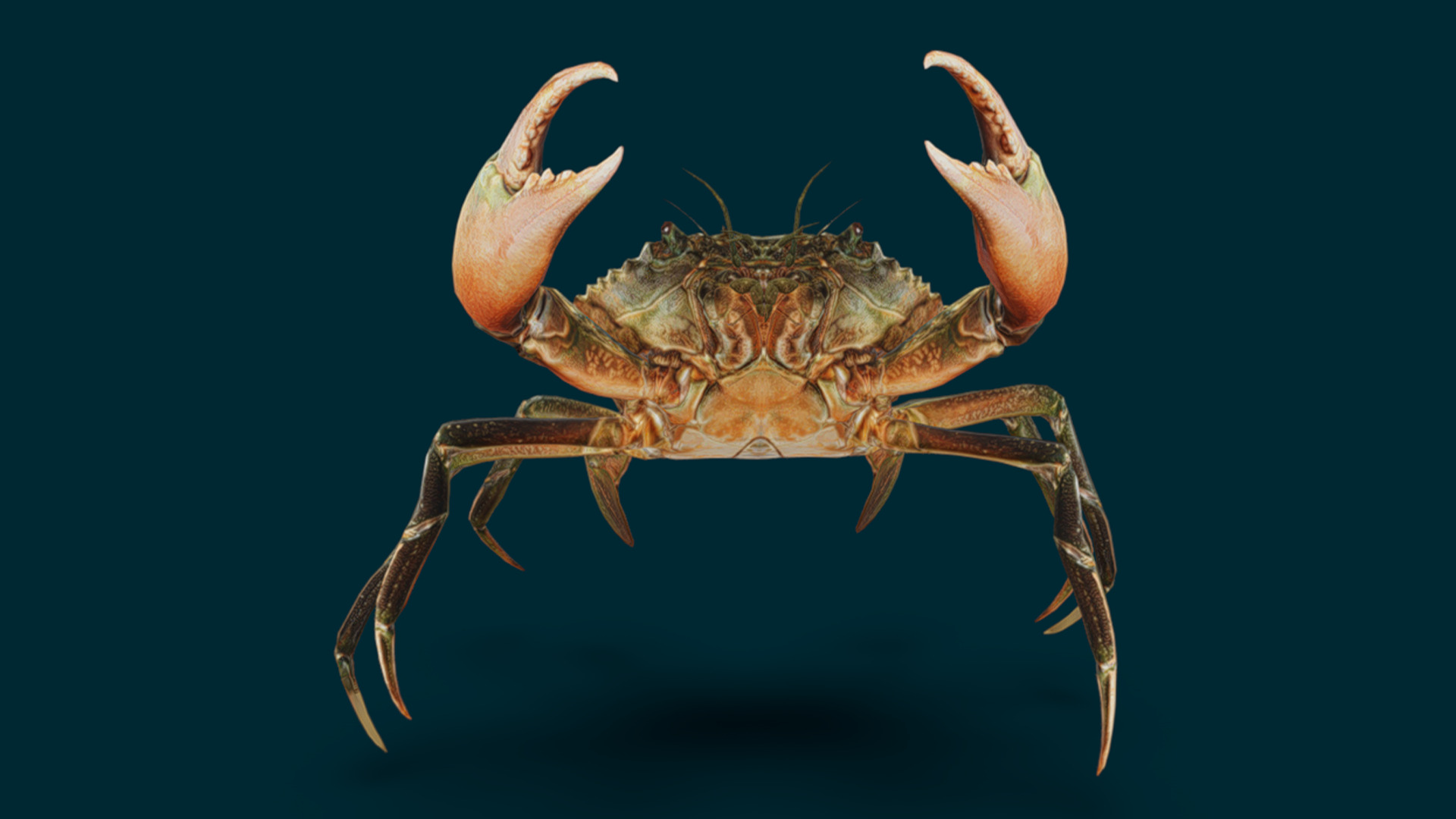 Realistic Crab Animated 3D model_3