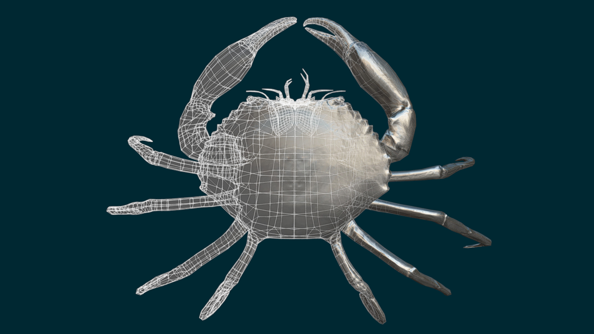 Realistic Crab Animated 3D model_5