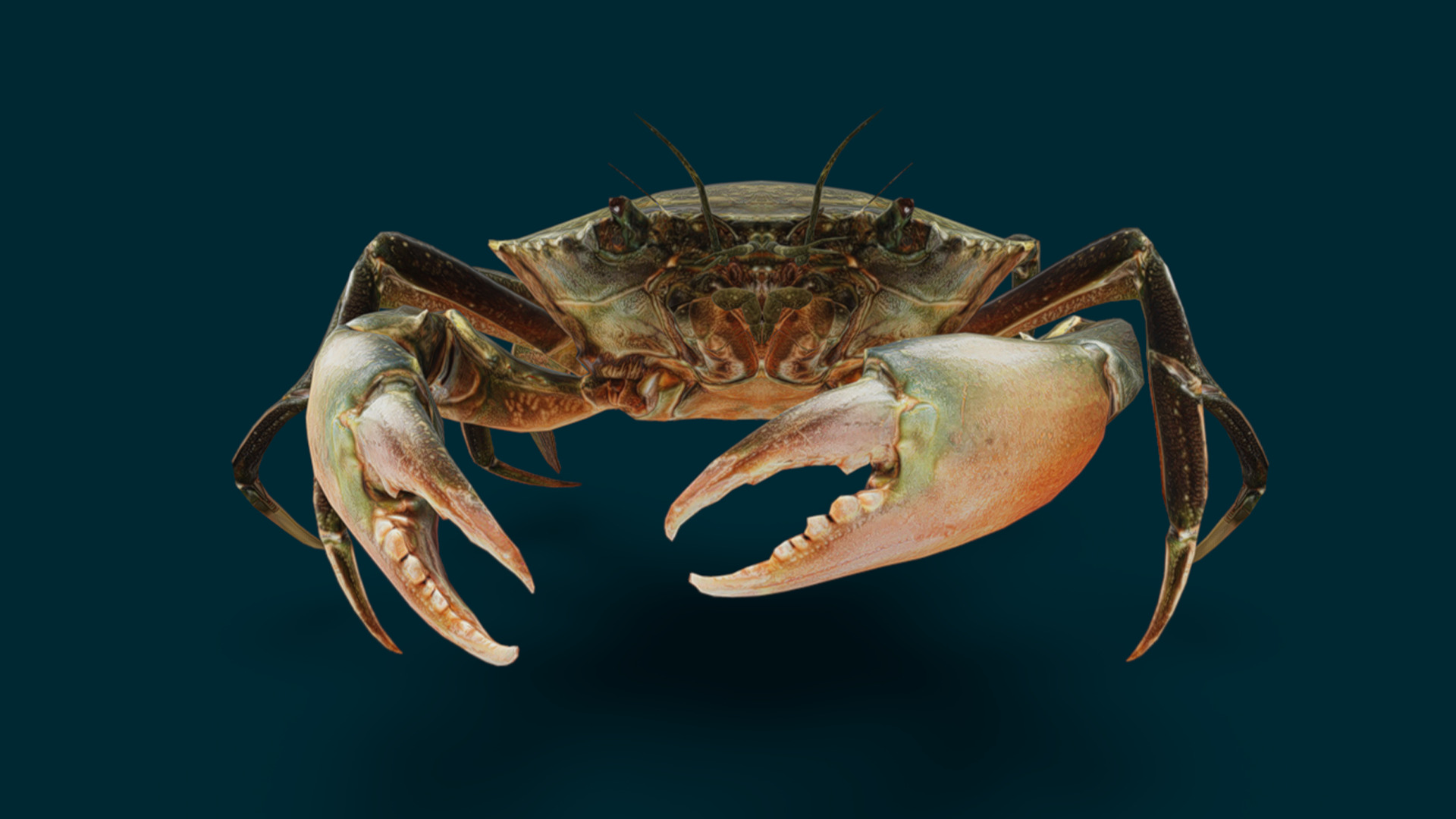Realistic Crab Animated 3D model_10