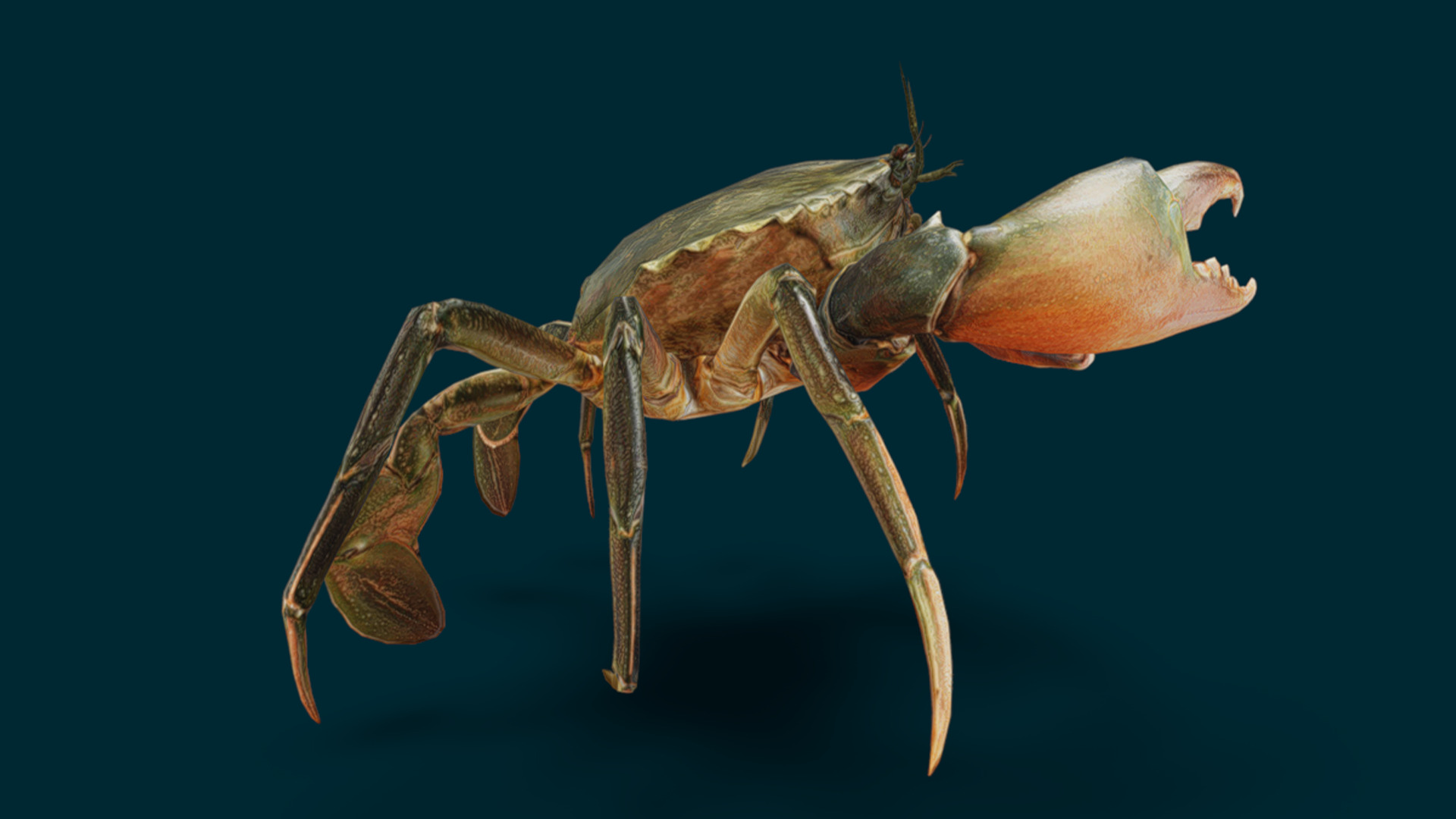 Realistic Crab Animated 3D model_8