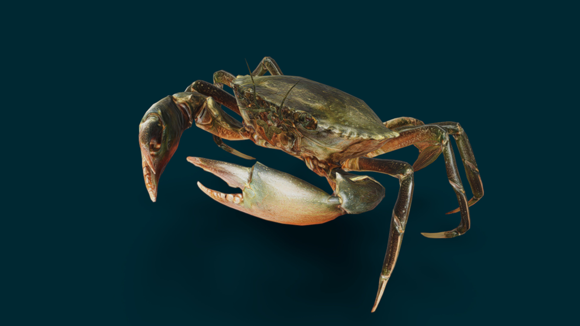 Realistic Crab Animated 3D model_9
