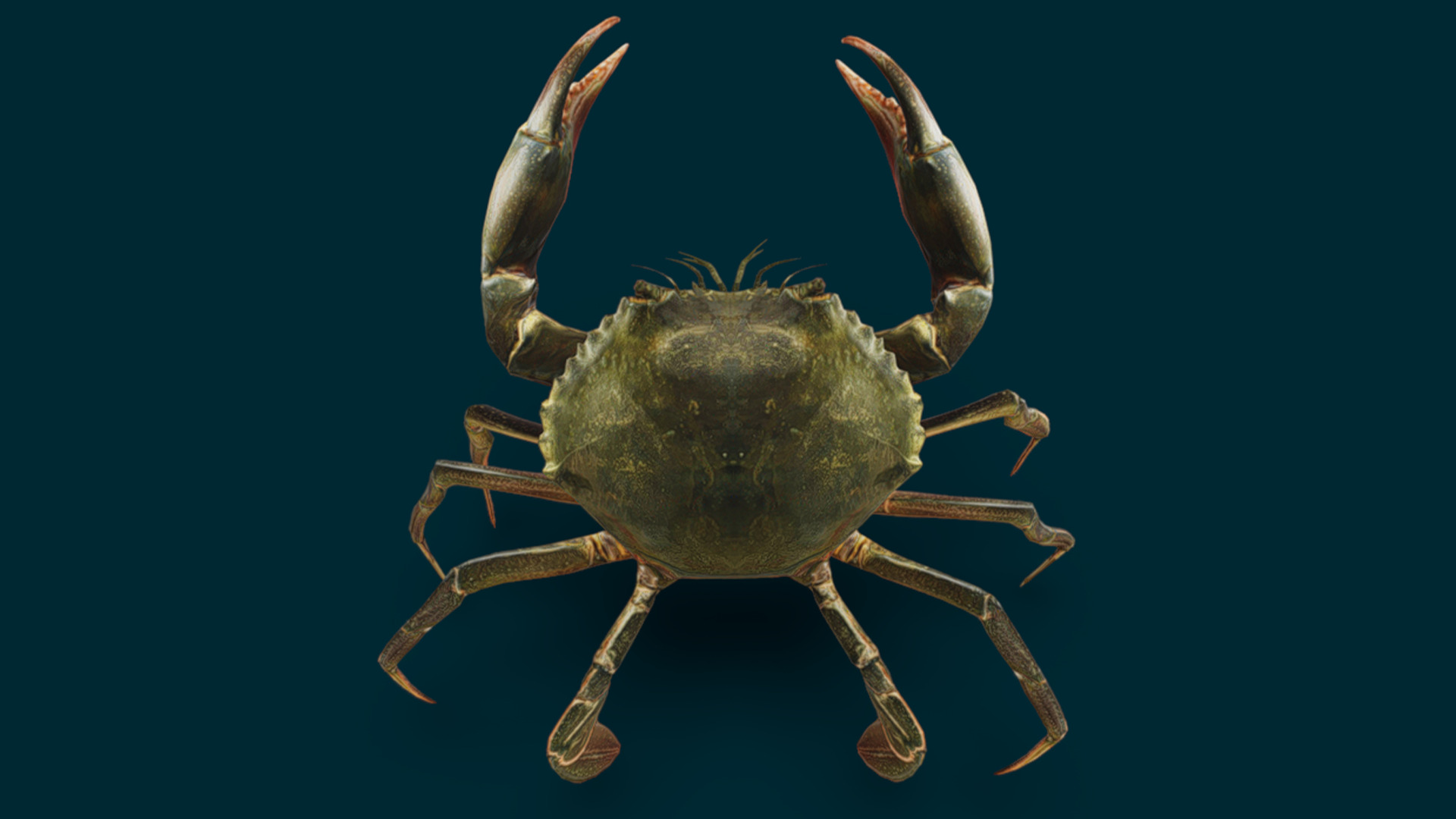 Realistic Crab Animated 3D model_4