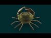 Realistic Crab Animated 3D model_1