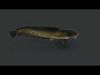 Amur Catfish Animated 3D model_1