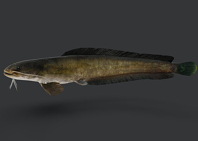 Amur Catfish Animated 3D model