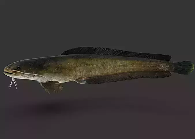 Amur Catfish Animated 3D model