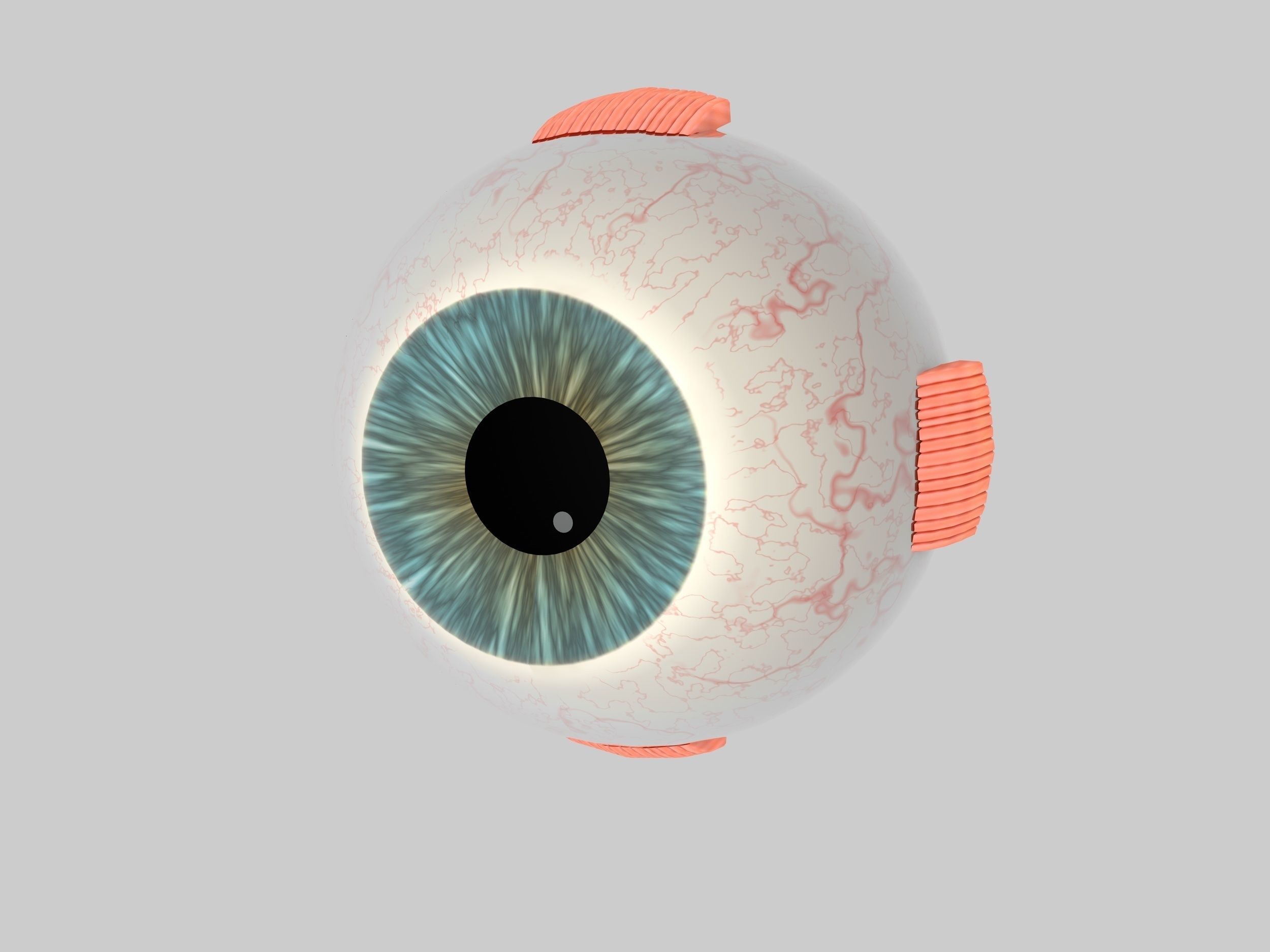 Human Eye Cross Section Eyeball 3D model_3