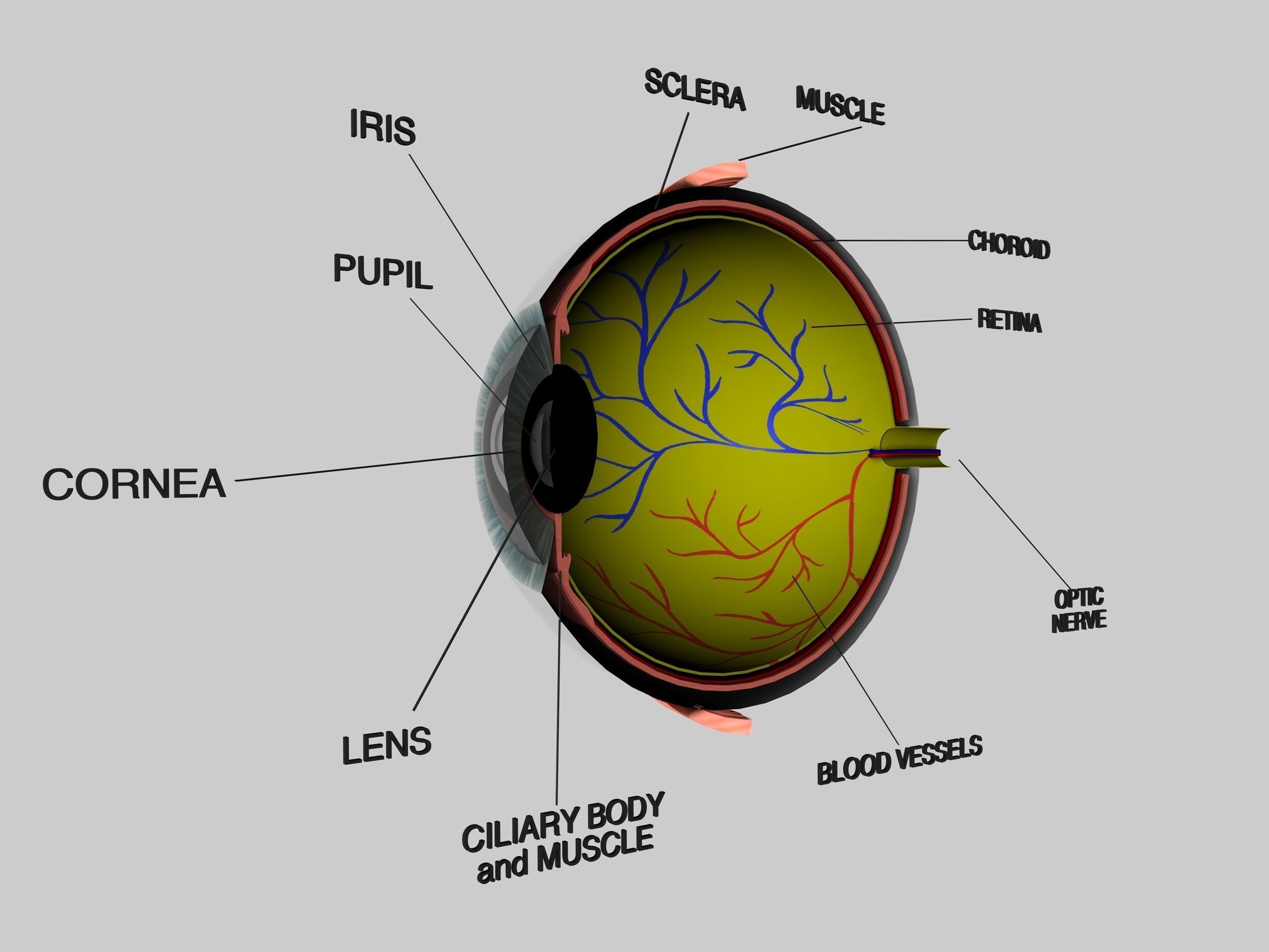 Human Eye Cross Section Eyeball 3D model_6